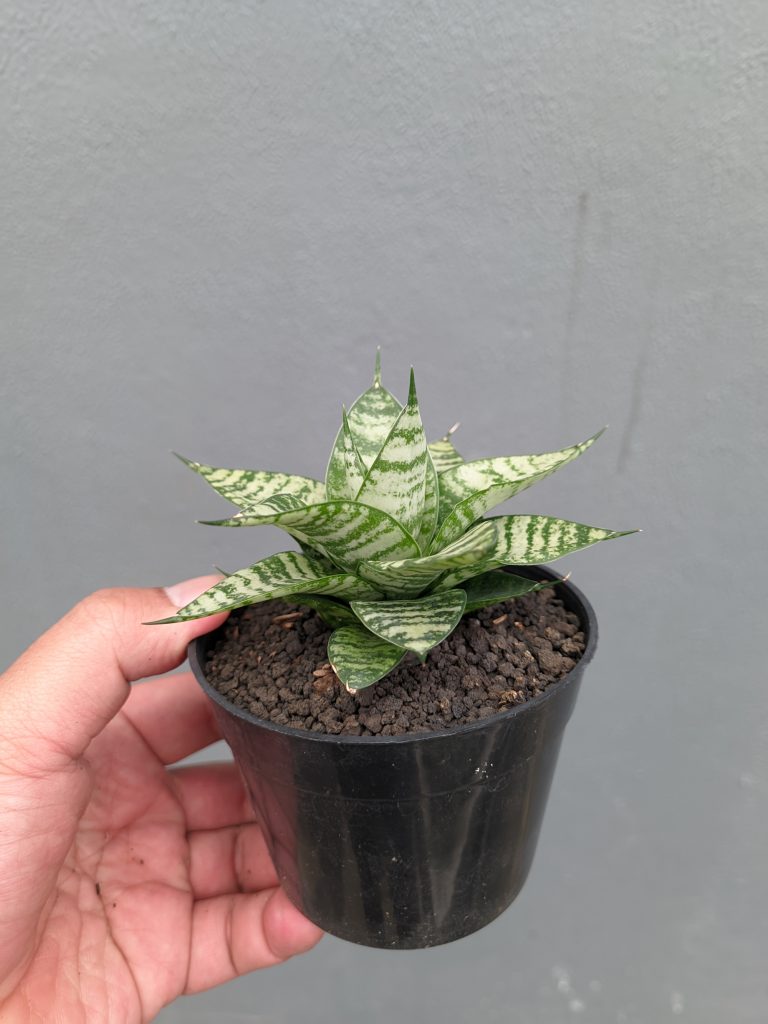 kaktus.id