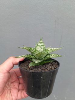 Sansevieria Pandawa, real gallery image #8 plants. Picture taken directly from kaktus.id community Sansevieria farmer green houses.