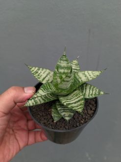 Sansevieria Pandawa, real gallery image #1 plants. Picture taken directly from kaktus.id community Sansevieria farmer green houses.