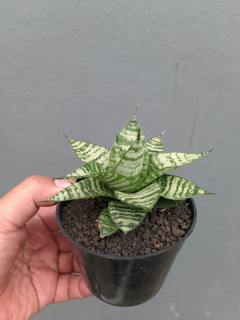 kaktus.id