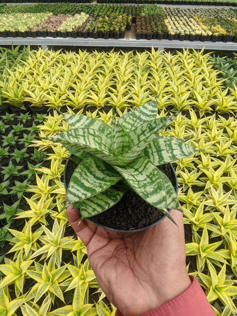kaktus.id