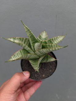 Sansevieria Gendut, real gallery image #1 plants. Picture taken directly from kaktus.id community Sansevieria farmer green houses.