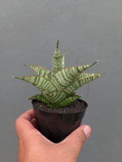 Sansevieria Gendut, real gallery image #8 plants. Picture taken directly from kaktus.id community Sansevieria farmer green houses.