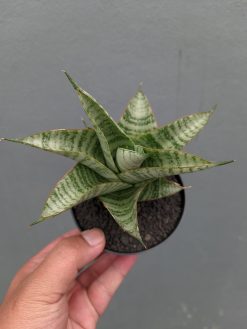 Sansevieria Gendut, real gallery image #2 plants. Picture taken directly from kaktus.id community Sansevieria farmer green houses.