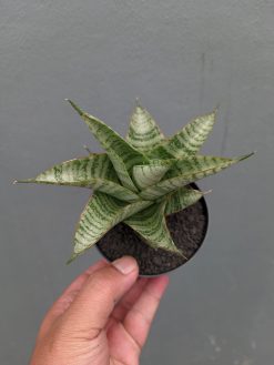 Sansevieria Gendut, real gallery image #3 plants. Picture taken directly from kaktus.id community Sansevieria farmer green houses.
