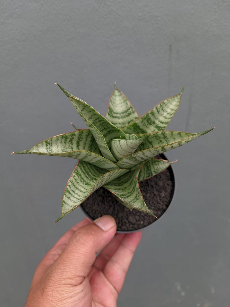kaktus.id