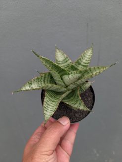 Sansevieria Gendut, real gallery image #4 plants. Picture taken directly from kaktus.id community Sansevieria farmer green houses.