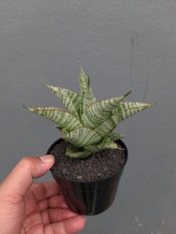 Sansevieria Gendut, real gallery image #5 plants. Picture taken directly from kaktus.id community Sansevieria farmer green houses.
