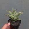 Sansevieria Gendut, real feature image plant. Picture taken directly from kaktus.id community Sansevieria farmer green houses.