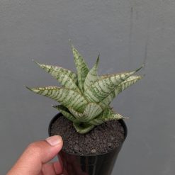 Sansevieria Gendut, real feature image plant. Picture taken directly from kaktus.id community Sansevieria farmer green houses.