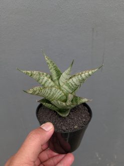 Sansevieria Gendut, real gallery image #6 plants. Picture taken directly from kaktus.id community Sansevieria farmer green houses.