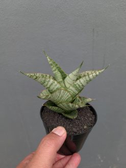 Sansevieria Gendut, real gallery image #7 plants. Picture taken directly from kaktus.id community Sansevieria farmer green houses.
