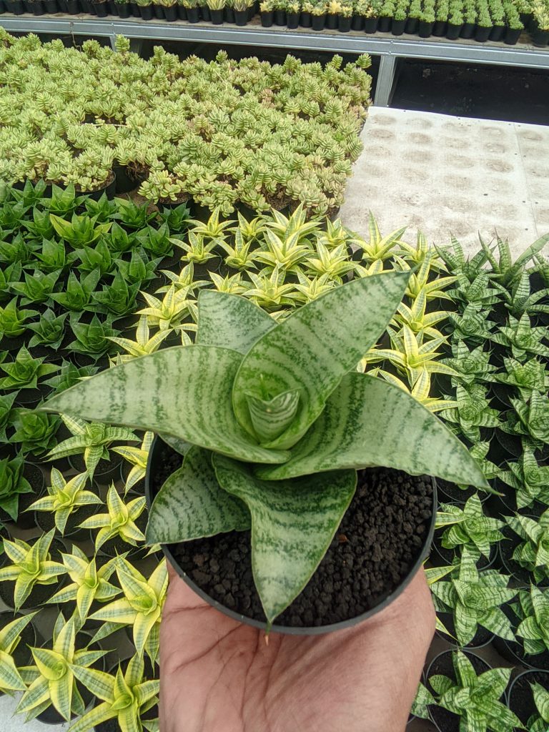 kaktus.id