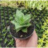 Sansevieria Lotus, real feature image plant. Picture taken directly from kaktus.id community Sansevieria farmer green houses.