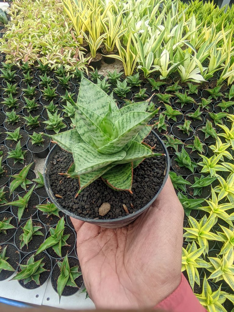 kaktus.id