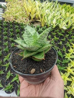 Sansevieria Lotus, real gallery image #5 plants. Picture taken directly from kaktus.id community Sansevieria farmer green houses.