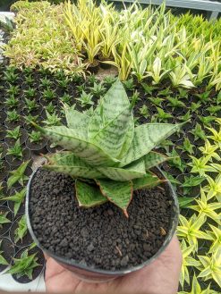 Sansevieria Lotus, real gallery image #4 plants. Picture taken directly from kaktus.id community Sansevieria farmer green houses.