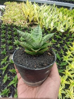 Sansevieria Lotus, real gallery image #3 plants. Picture taken directly from kaktus.id community Sansevieria farmer green houses.
