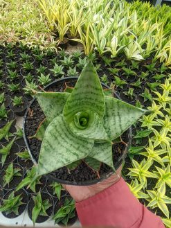 Sansevieria Lotus, real gallery image #1 plants. Picture taken directly from kaktus.id community Sansevieria farmer green houses.