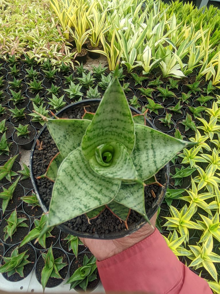 kaktus.id
