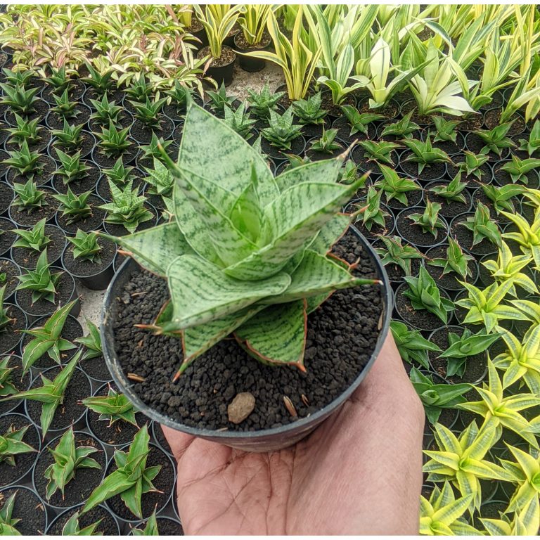 1320. Sansevieria Lotus