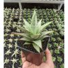 Sansevieria Silver Sweet, real feature image plant. Picture taken directly from kaktus.id community Sansevieria farmer green houses.