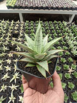 Sansevieria Silver Sweet, real gallery image #2 plants. Picture taken directly from kaktus.id community Sansevieria farmer green houses.