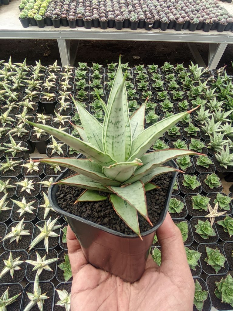 kaktus.id