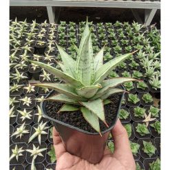 1321. Sansevieria Silver Sweet