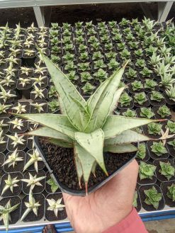 Sansevieria Silver Sweet, real gallery image #5 plants. Picture taken directly from kaktus.id community Sansevieria farmer green houses.