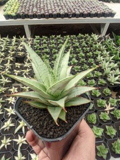 Sansevieria Silver Sweet, real gallery image #4 plants. Picture taken directly from kaktus.id community Sansevieria farmer green houses.