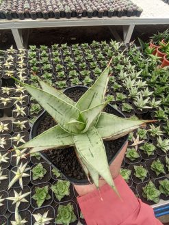 Sansevieria Silver Sweet, real gallery image #3 plants. Picture taken directly from kaktus.id community Sansevieria farmer green houses.