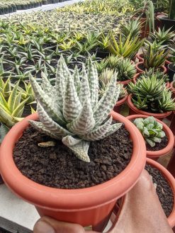 Haworthia Pumila Donuts Silver Variegated, real gallery image #5 plants. Picture taken directly from kaktus.id community Haworthia farmer green houses.