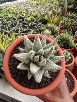 Haworthia Pumila Donuts Silver Variegated, real gallery image #4 plants. Picture taken directly from kaktus.id community Haworthia farmer green houses.
