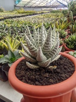 Haworthia Pumila Donuts Silver Variegated, real gallery image #3 plants. Picture taken directly from kaktus.id community Haworthia farmer green houses.
