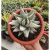 Haworthia Pumila Donuts Silver Variegated, real feature image plant. Picture taken directly from kaktus.id community Haworthia farmer green houses.