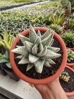 Haworthia Pumila Donuts Silver Variegated, real gallery image #2 plants. Picture taken directly from kaktus.id community Haworthia farmer green houses.