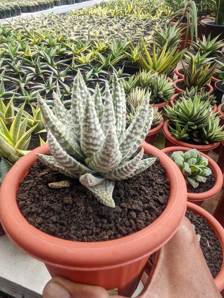 kaktus.id