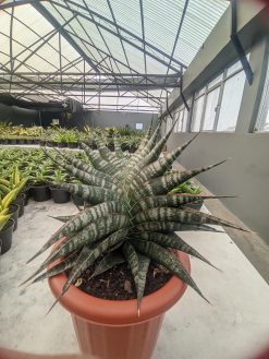 Sansevieria Vegeta Size 20 Cm, real gallery image #8 plants. Picture taken directly from kaktus.id community Sansevieria farmer green houses.