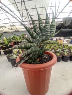 Sansevieria Vegeta Size 20 Cm, real gallery image #9 plants. Picture taken directly from kaktus.id community Sansevieria farmer green houses.