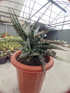 Sansevieria Vegeta Size 20 Cm, real gallery image #2 plants. Picture taken directly from kaktus.id community Sansevieria farmer green houses.