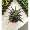 Sansevieria Vegeta Size 20 Cm, real feature image plant. Picture taken directly from kaktus.id community Sansevieria farmer green houses.