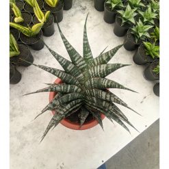 Sansevieria Vegeta Size 20 Cm, real feature image plant. Picture taken directly from kaktus.id community Sansevieria farmer green houses.