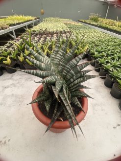 Sansevieria Vegeta Size 20 Cm, real gallery image #5 plants. Picture taken directly from kaktus.id community Sansevieria farmer green houses.