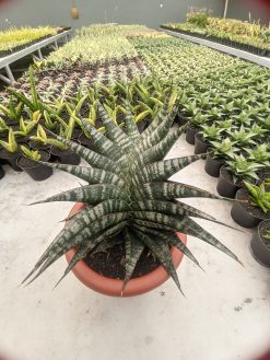 Sansevieria Vegeta Size 20 Cm, real gallery image #4 plants. Picture taken directly from kaktus.id community Sansevieria farmer green houses.