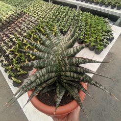 Sansevieria Vegeta Size 20 Cm, real gallery image #3 plants. Picture taken directly from kaktus.id community Sansevieria farmer green houses.