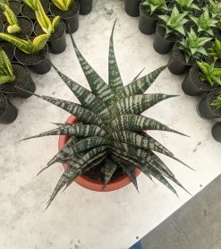 Sansevieria Vegeta Size 20 Cm, real gallery image #7 plants. Picture taken directly from kaktus.id community Sansevieria farmer green houses.