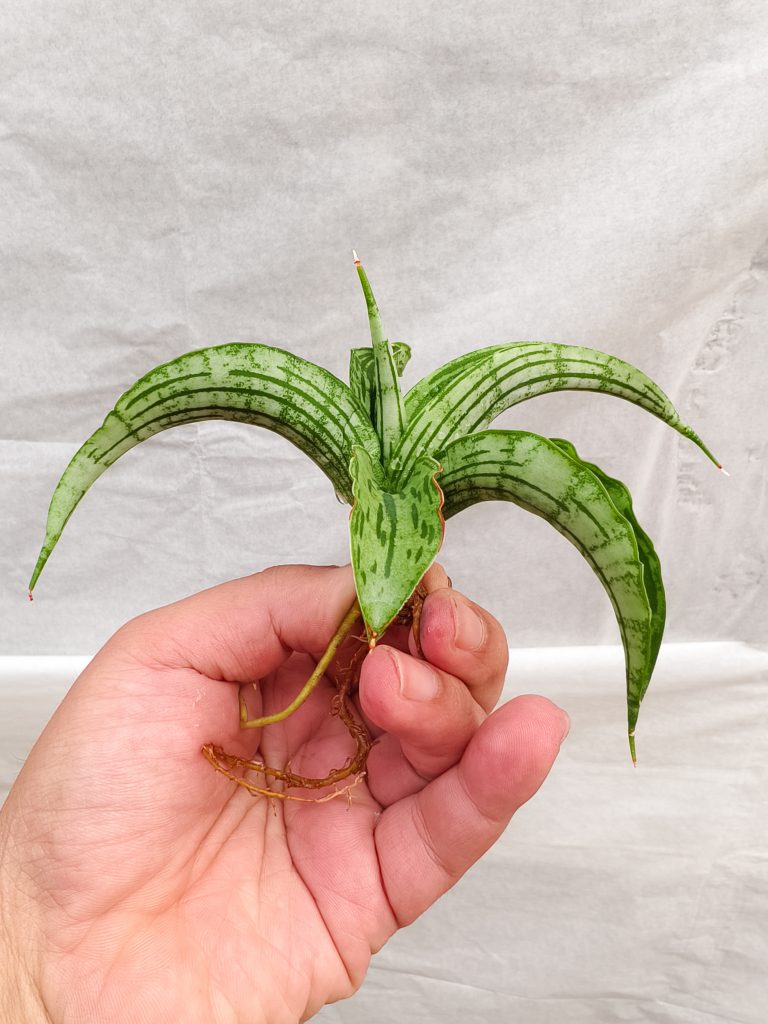 kaktus.id