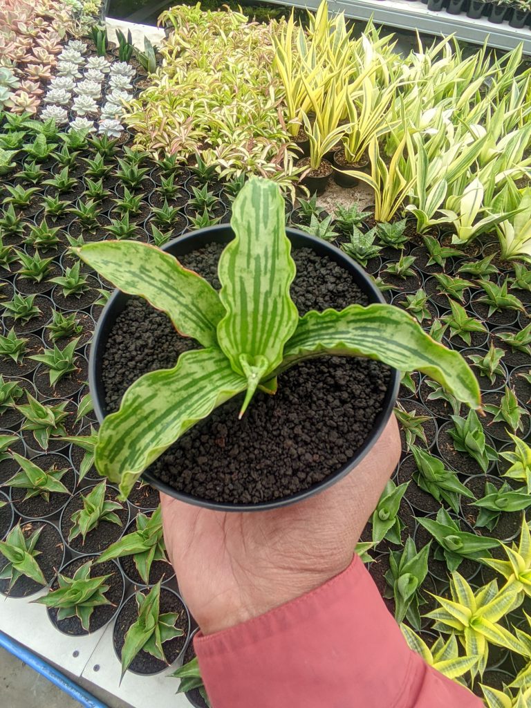 kaktus.id