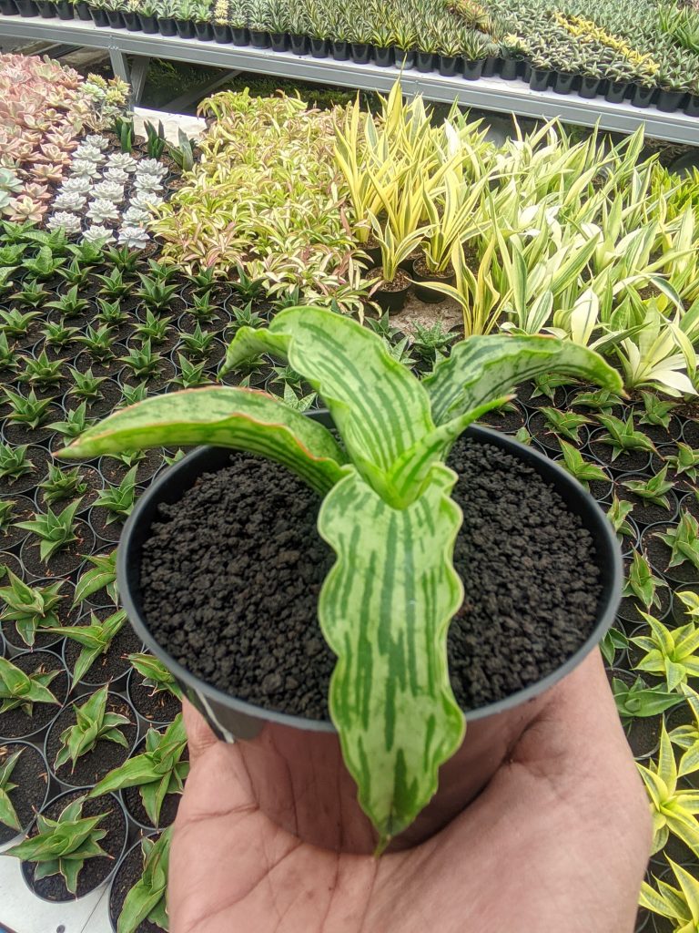 kaktus.id